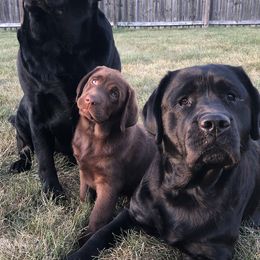 Labrador Retrievers from Trouvae Labradors