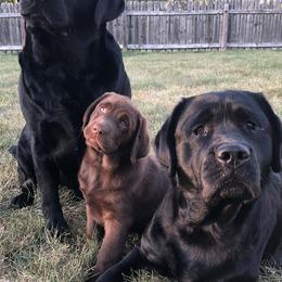 Labrador Retrievers from Trouvae Labradors