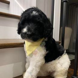 Bernedoodle Puppies from Hollie Walker's Bernedoodles