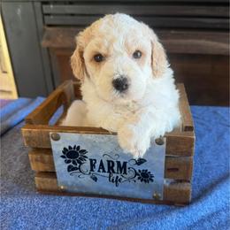 Pam Ravenscroft - Red roan female Cockapoo puppy in Holton, Indiana from MoonShine Babies