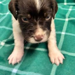 Krystal girl 1 - White and liver female Brittany puppy in Floyd Knobs, Indiana from Cross Creek Brittanys