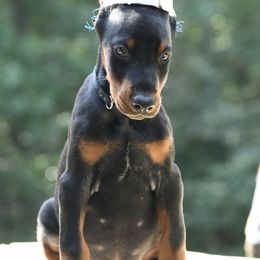 Black - Black and rust male Doberman Pinscher puppy in Overton, Texas from Obsidian Kennel
