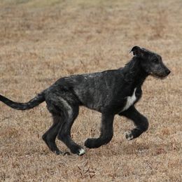Irish Wolfhound Puppies from Boondocks Irish Wolfhounds