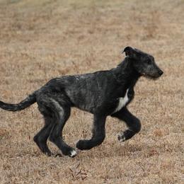 Irish Wolfhound Puppies from Boondocks Irish Wolfhounds