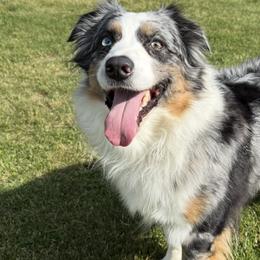 Australian Shepherds from White Tail Australian Shepherds