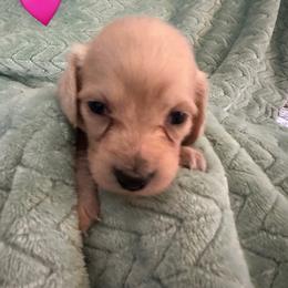 Nelly pink collar female - Cream female Dachshund puppy in Trade, Tennessee from TN Miniature Dachshunds & Basset Hounds