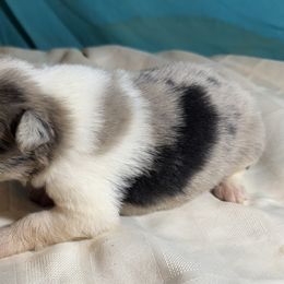 M3 - White and blue merle male Border Collie puppy in Meridian, Mississippi from Border Hollow Border Collies