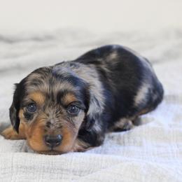 Millie - Dapple female Dachshund puppy in Alto, Texas from Prima Dachshunds