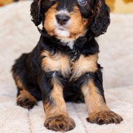 June - Tri-color male Cavapoo puppy in Yuciapa, California from AlltheDoodlez_