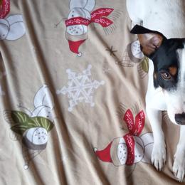 Billy - Jack Russell Terrier