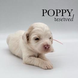Poppy - Buff and white female Cockapoo puppy in Claremont, North Carolina from Magnolia Grove Farms