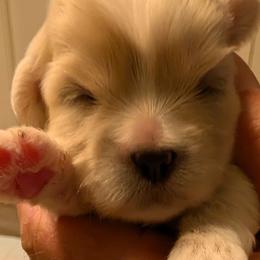 Iram - Cream male Lhasa Apso puppy in Fort Worth, Texas from Cynthia's Lhasa Apsos
