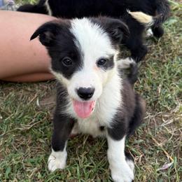 Boone - Black and white male Border Collie puppy in Shawnee, Oklahoma from Cross K Working Collies - Pure Bred Border Collies