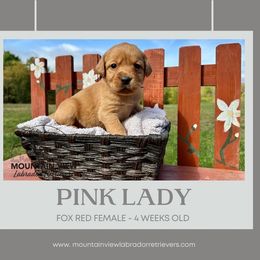 Pink Lady - Yellow female Labrador Retriever puppy in Grand Gorge, New York from Mountain View Labrador Retrievers