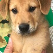 Chinook Puppies from Forever Greene Chinooks