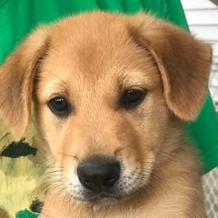 Chinook Puppies from Forever Greene Chinooks