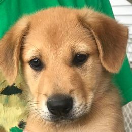 Chinook Puppies from Forever Greene Chinooks