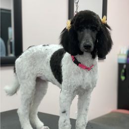 Pepper - Poodle