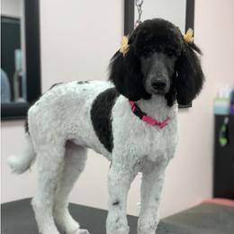 Pepper - Poodle
