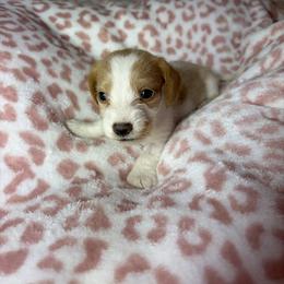 George - Piebald male Dachshund puppy in Lake City, Florida from My Ditzy Doxies of Florida
