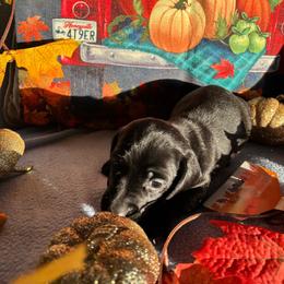 Tiny Tim - Black male Dachshund puppy in Great Falls, Montana from Dawn's designerDachshunds