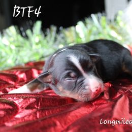 Girl 3 - Black tri female Miniature Australian Shepherd puppy in Elgin, Oregon from LongMile Aussies