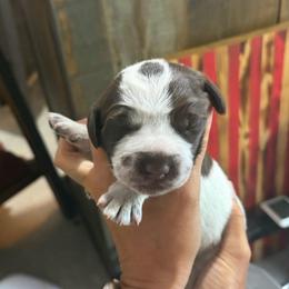 Hulk - Brown and gray male Wirehaired Pointing Griffon puppy in Grangeville, Idaho from Happy Hollow Griffons