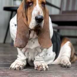 Basset Hound All Grown Up from RiverBottom Bassets
