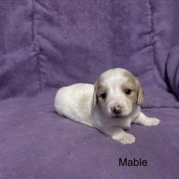 Dachshund Puppies from Lady Maye Dachshund's