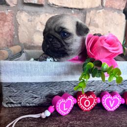 White collar - Fawn female Pug puppy in Tucson, Arizona from Furever Friends