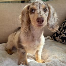 Oliver - Dapple male Dachshund puppy in Cherry Valley, California from Sugar and Spice Dachshunds