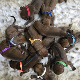 Red Boy - Rd whtn blk nose male Rhodesian Ridgeback puppy in Hillman, Minnesota from Rhoxwood Kennel