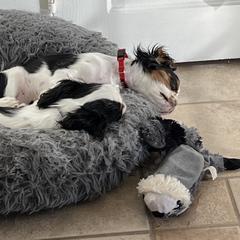 English Toy Spaniel Puppies from Marietta Charlies