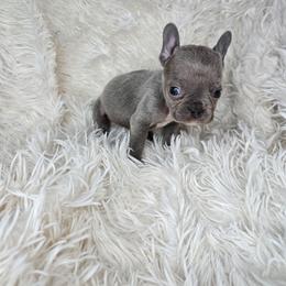 Poppy - Blue female French Bulldog puppy in Lubbock, Texas from West Texas Dachshunds LLC