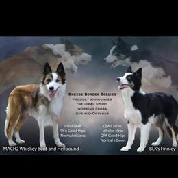 Border Collie Puppies from Breese Border Collies