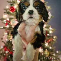 Cavalier King Charles Spaniel Puppies from Chris & Katie Cavaliers