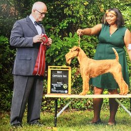 SuzieQ - Irish Terrier