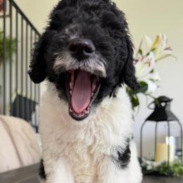 Cookies n' Cream - Parti female Goldendoodle puppy in Humble, Texas from Kel's Tails Poodles & Doodles