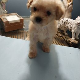 Poodle Puppies from Bloomingdale Toy Poodles