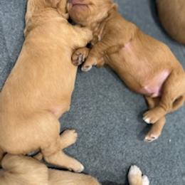 Goldendoodle Puppies from South Georgia Golden Doodle Ranch LLC