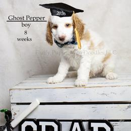 Ghost Pepper (yellow collar) boy - Parti male Goldendoodle puppy in Corona, California from Fluffy Puppy Mini Doodles LLC