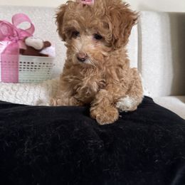Girl 1 - Chocolate female Assorted Doodle Crosses puppy in Vancouver, Washington from Kovalenko Poodles