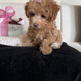 Girl 1 - Chocolate female Assorted Doodle Crosses puppy in Vancouver, Washington from Kovalenko Poodles
