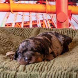 Charybdis (Light Blue) - Harlequin male Beauceron puppy in Medina, Ohio from Beaucerons Des Vents