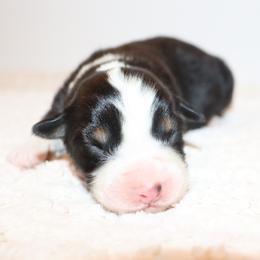 BTM1 - Black tri-color male Australian Shepherd puppy in Colorado from Firestone Australian Shepherds
