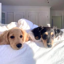 Dachshund Puppies from Monahan Dachshunds