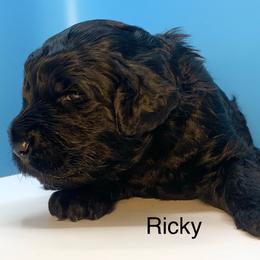 Ricky - Black male Goldendoodle puppy in New Ringgold, Pennsylvania from Hawk Mountain Doodles