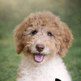 Hope - Brown and white female Bernedoodle puppy in Marion County, Ohio from Hatten Homestead Kennels