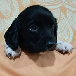 Checkers - Piebald male Dachshund puppy in Cowen, West Virginia from Bennett Babies