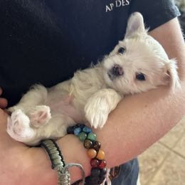 Maltese Puppies from Chinadoll Maltese